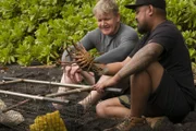 Hawaii - (L to R) Gordon Ramsay and chef, Sheldon Simeon, with a freshly caught spiny lobster.