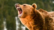 Close up of Growling Grizzly Bear