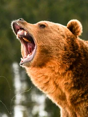 Close up of Growling Grizzly Bear