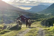 Im Sommer treiben die Landwirte Norwegens -– wie auch Katharina Sparstad – ihr Vieh auf die höher gelegenen Almen, wo es reichlich Futter für die Tiere gibt.