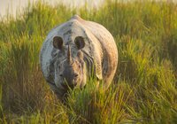 DOK Sonntag: Planet Erde - Grasland Nashorn findet Tarnung im Savannen-Gras    Copyright: SRF/BBC/Chadden Hunter