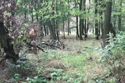 Zwei Profiköche erstellen ein Dreigänge-Menü ausschließlich aus Zutaten, die sie vor Ort im Wald und auf der Wiese sammeln. Zubereitet unter freiem Himmel, über offenem Feuer - in einer Waldküche.