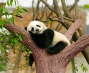 Sleeping Giant Panda-baby