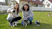 Karolines Jack Russell Terrier-Welpen ziehen im Alter von acht Wochen aus.