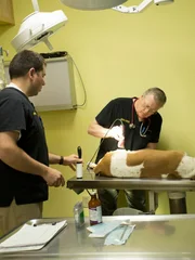 Dr. Terry continues to prep Phyllis for her surgery, with the help of Alex the Vet Tech.