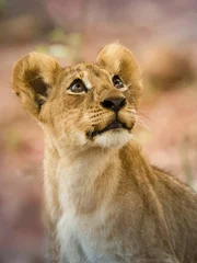 Lion cub.