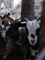 Dr. Dee and Ken's new goats congregate in their pen.