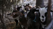 Dr. Dee and Ken's new goats congregate in their pen.