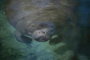 Eine Rundschwanzseekuh taucht im Crystal River, Florida, zum Atmen auf.