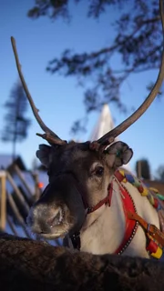 Rentiere in Santa's Grotte in Finnland