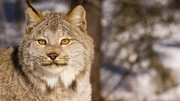 Kalispell , MT - Canadian Lynx looking into the distance