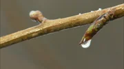Schokoplätzchen mit Schwarzerlenknospen, Gewürze aus Kirschknospen oder heilsame Auszüge aus Birkenknospen - all das lässt sich jetzt mitten im Winter herstellen. Doch vorher geht's ans Sammeln der Knospen und dazu muss man die Bäume kennen.