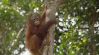 Yann Arthus-Bertrand weist auf die großen Zusammenhänge hin: Wie reagiert die Artenvielfalt auf die globale Erwärmung? Hier Affen in Indonesien