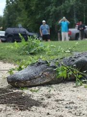 Rescued alligator with branches on it.