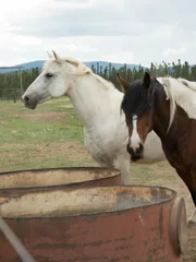 Two of the horses on S & K farms eat some hay.