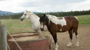 Two of the horses on S & K farms eat some hay.