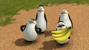 L-R: Skipper, Kowalski, Private, Rico