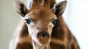 Closeup of Tallbert the giraffe’s face. Another Giraffe standing behind.