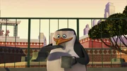 Skipper