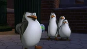 L-R: Skipper, Kowalski, Rico, Private