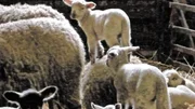 Solange die Neugeborenen nicht versorgt sind, muss das kleine Schaf auf seine Milch warten. Ungeduldig tanzt es auf dem Rücken seiner Mutter herum.
