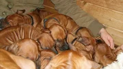 Die acht Wochen alten Ridgebackwelpen beim Gruppenkuscheln im Welpenhaus.