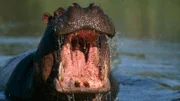 Khwai River, Moremi Wildlife Reserve, Botswana - Portrait of a Hippopotamus (Hippopotamus amphibius) Bull Charging in the Water