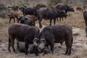 MalaMala Game Reserve, Mpumalanga, South Africa - Two buffaloes fighting with each other while the herd watches.