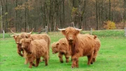 Die schottischen Hochlandrinder sind perfekte Landschaftspfleger. Sie fressen Wiesen kurz und schaffen offene Landschaften.