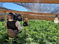 Crew member (L) films Mariana van Zeller amongst marijuana plants. (Credit: National Geographic)