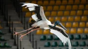 Douglas the Jabiru in training, flying.