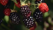 Brombeeren.
