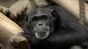 Schimpansen: Fühlen sie genauso wie wir?