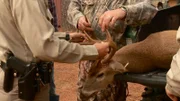 Jason Jones measures the distance between the dead buck's antlers