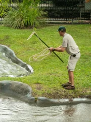 Preparing to rope a crocodile at Australia Zoo.