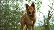 Die Harzer Fuchs Hündin Talisker wurde über Jahre als Gebärmaschine missbraucht und von Tierheimmitarbeitern aus einem Keller befreit.