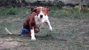 Bracke Mix Ajax hat zwei amputierte Beine und soll mit Hilfe eines Rollstuhls fit gemacht werden.