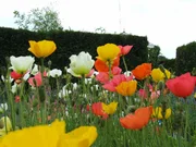 Goldlack Islandmohn, Papaver nudicaule "Spring Fever - Pix Mix rosé".