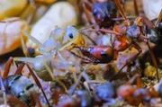 Im zweiten Teil der Dokumentation geht es um das mehr oder weniger friedliche Zusammenleben von Ameisen und anderen Insektenarten.
