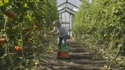 Im September kann Lisa Limmer die Tomaten ernten.