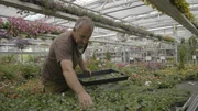 Rainer Bisle nimmt Stecklinge in der Mittagspause.