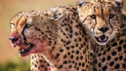 Two of the 5 Cheetah Boys after a kill.