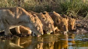 The lioness drinks water.
