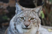 Luchs.