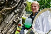 Forscher Tim Haye von der Forschungsanstalt CABI in Delémont (Schweiz) ist mit Pheromonfallen und Insektenkescher in Basel auf der Suche nach der marmorierten Baumwanze.