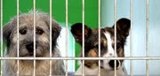 Eine neue Chance. Egal, ob sie ausgesetzt, misshandelt oder abgegeben wurden, im Tierheim Koblenz fangen sie ihr Leben neu an.