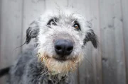 Das Tierheim Koblenz bedeutet vor allem auch für Hunde aus dem Ausland eine Chance auf ein besseres Leben.