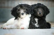 Best Buddies: Im Tierheim Koblenz entstehen neue Freundschaften. Sogar Romanzen sind möglich …