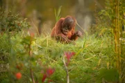 Orang-Utan-Baby Tripa.