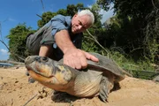 A Freshwater turtle held by Jeremy on the bank of the Essequibo River in Guyana.